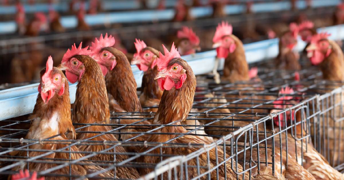 End the Cage Age, basta gabbie: in Europa un passo avanti necessario per i diritti degli animali