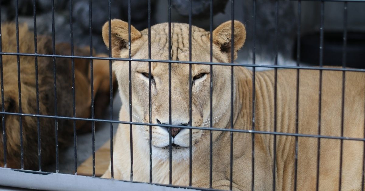 Animali in fuga dall'Ucraina trovano rifugio in Polonia. Salvate decine di specie mentre per altri è emergenza