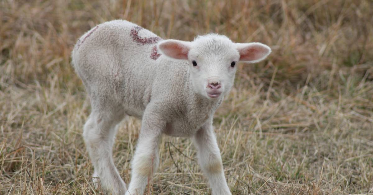 Carne di agnello a Pasqua, le alternativa a una tradizione crudele: intervista ad Animal Equality