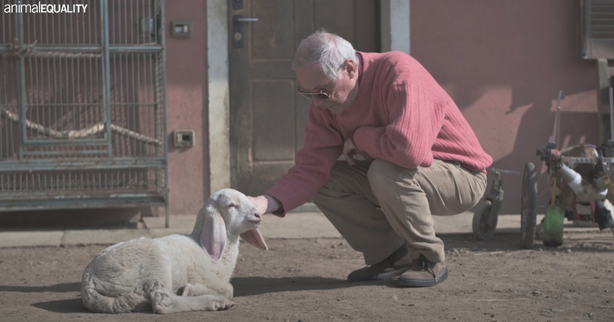 Carne d’agnello, il nuovo toccante video girato in un rifugio con gli animali salvati dalla macellazione