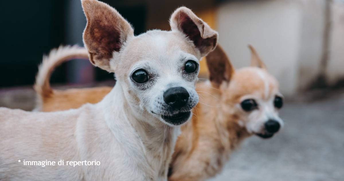 Città sotto assedio a causa di due chihuahua: i cittadini locali li definiscono “sanguinosi teppisti messicani”