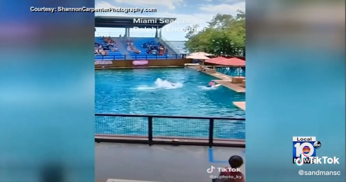 Delfino ammaestrato si ribella all’addestratrice e la attacca durante uno spettacolo: il video dell’aggressione