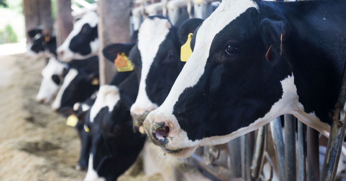 Mercato del latte a rischio crisi: entro giugno stimato il 30% in meno di mucche in Lombardia