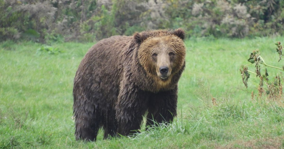 Orso enorme terrorizza un intero Paese: sfugge alla cattura da 7 mesi, i gravi danni creati finora