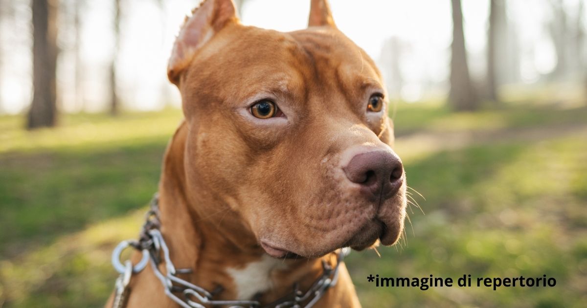 Pitbull tenta di azzannare una bambina di un anno in braccio alla nonna. La madre della piccola lo uccide