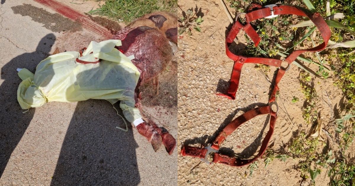Pony trascinato con l’auto e ucciso ad Acate, trovato il responsabile: ha confessato, è congiunto del proprietario