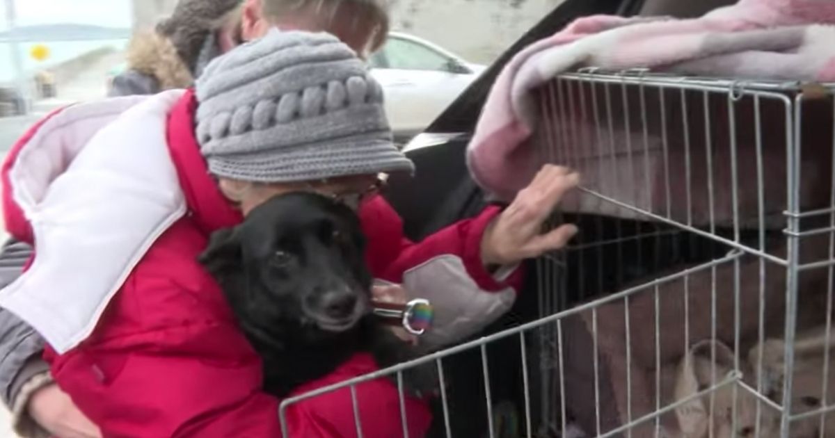 Il momento unico in cui una vecchietta di Odessa rivede la sua Labrador dopo settimane di separazione: il video commovente