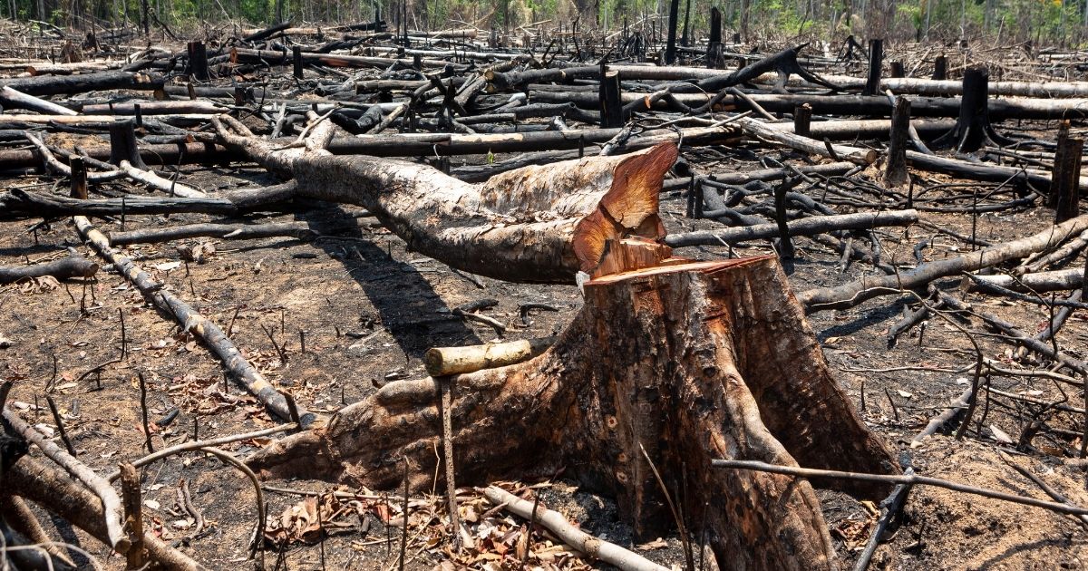 Foreste dilaniate dagli incendi, ettari di terreno grandi quanto l’Italia sono andati in fumo