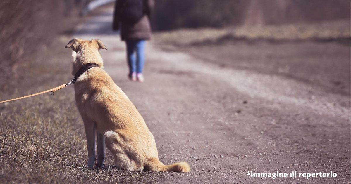 Cagnolina abbandonata con una lettera ed uno zaino: la commovente storia del proprietario malato