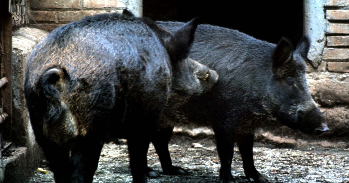 Peste suina, primo caso a Roma: è panico per via dell’invasione di cinghiali nella Capitale