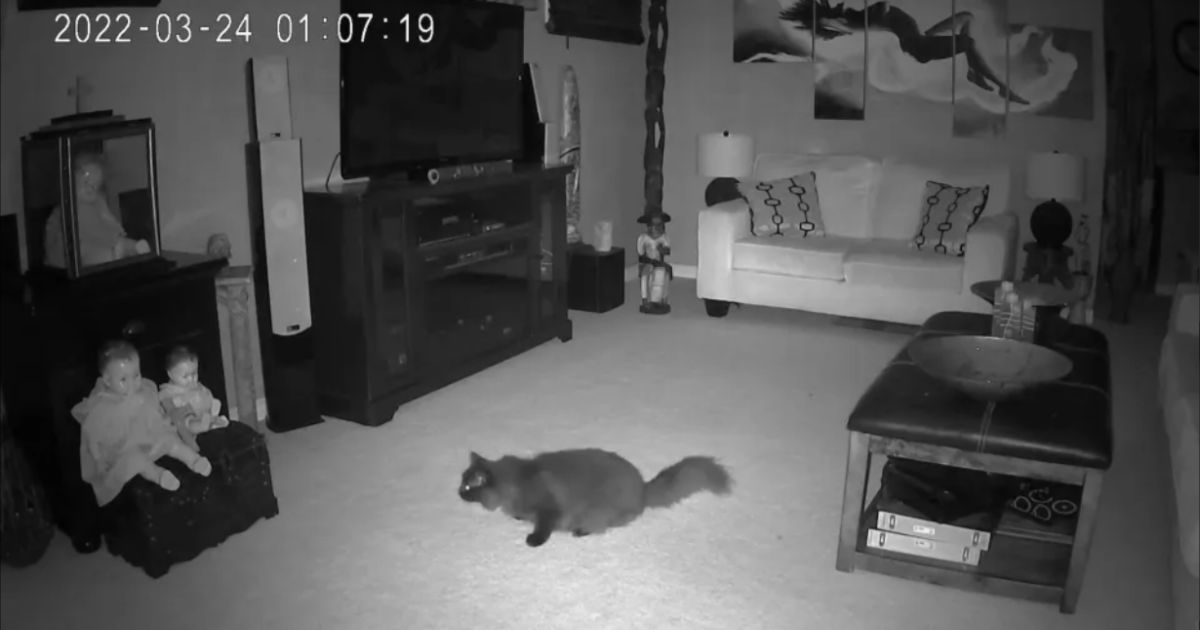 Fantasma emerge da una bambola e insegue un gatto: il video del momento terrificante filmato dalla telecamera