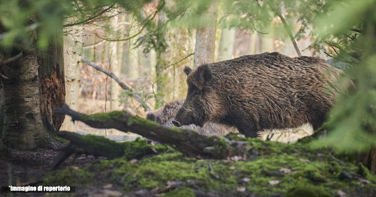 14enne aggredito da un cinghiale, operato alla mano