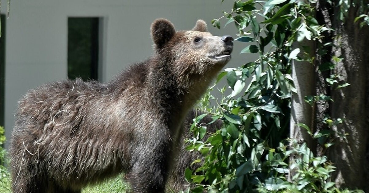 Morta l’orsa F36: su di lei pendeva un’ordinanza di cattura