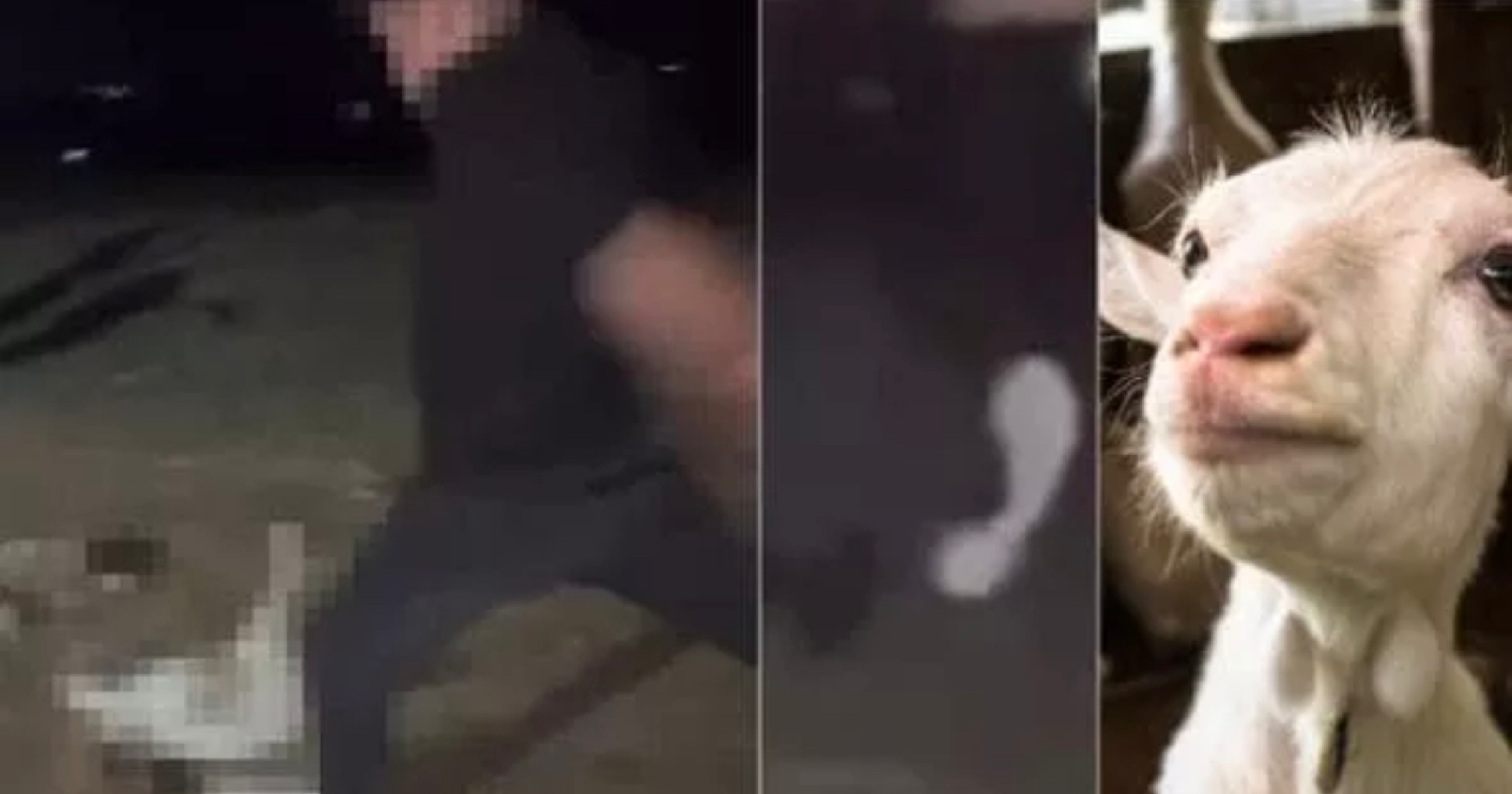 Capretta uccisa a calci, il 17enne accusato sotto scorta Capretta uccisa a calci, il 17enne accusato sotto scorta
