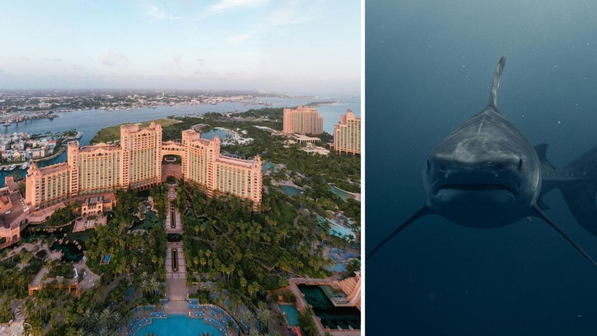 Atlantis Bahamas squalo bambino