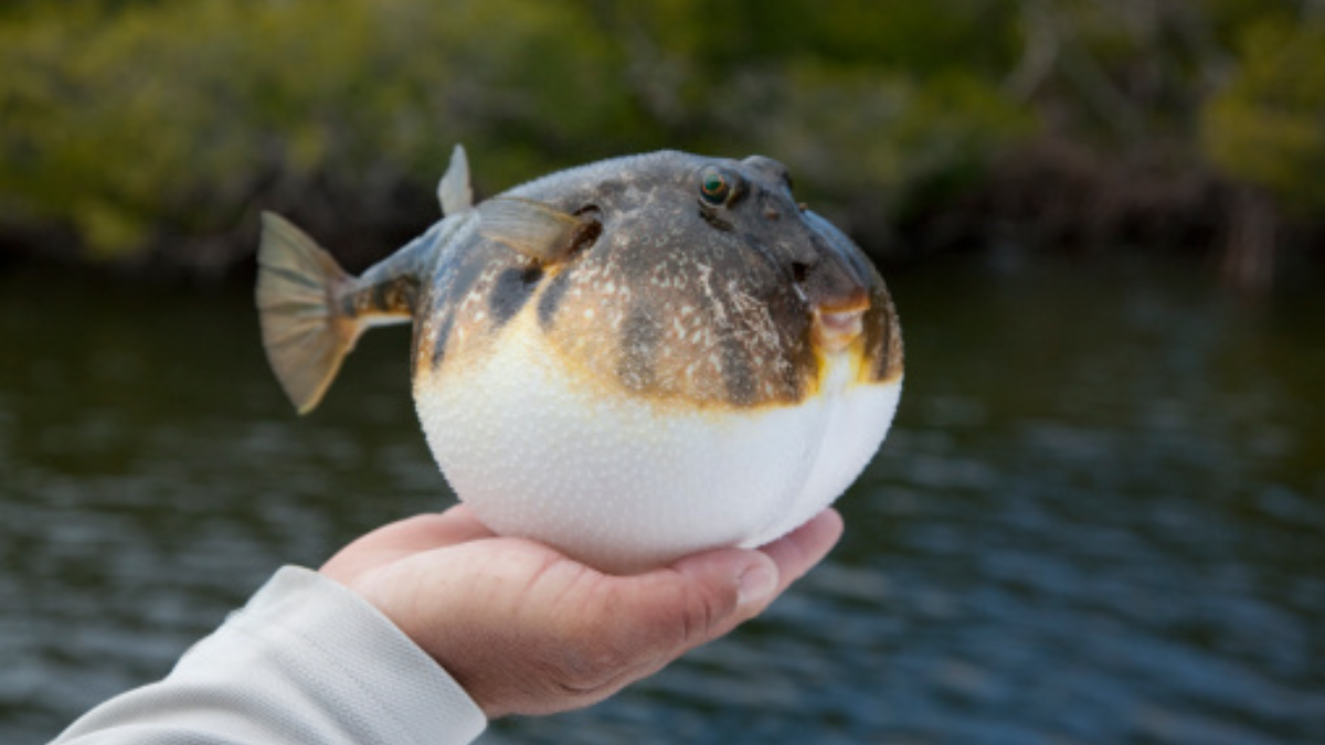 Avvelenato Dal Pesce Palla Padre Di 3 Bambini Muore Dopo Lunga Agonia Avvelenato Dal Pesce Palla Padre Di 3 Bambini Muore Dopo Lunga Agonia