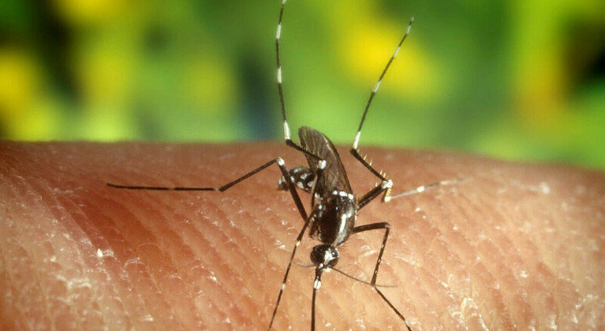 dengue