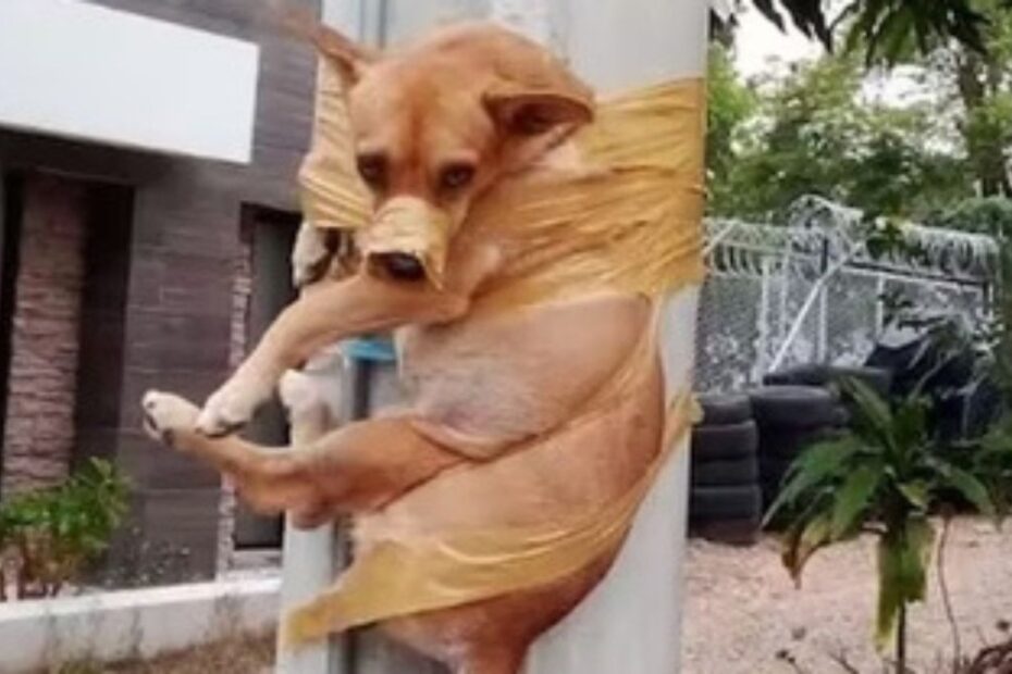 cagnolino Doki legato palo