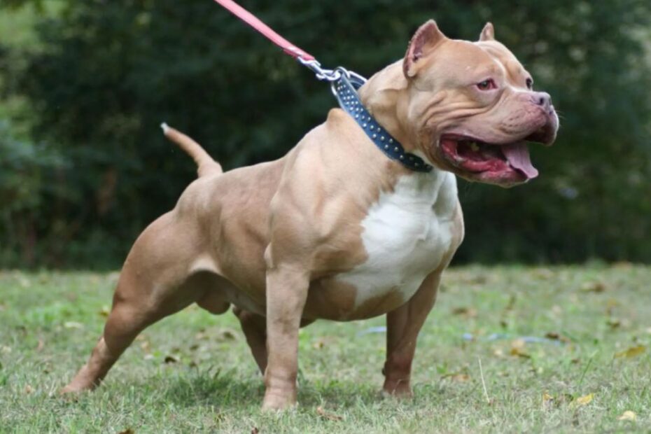 Cutrofiano Lecce pitbull bambina
