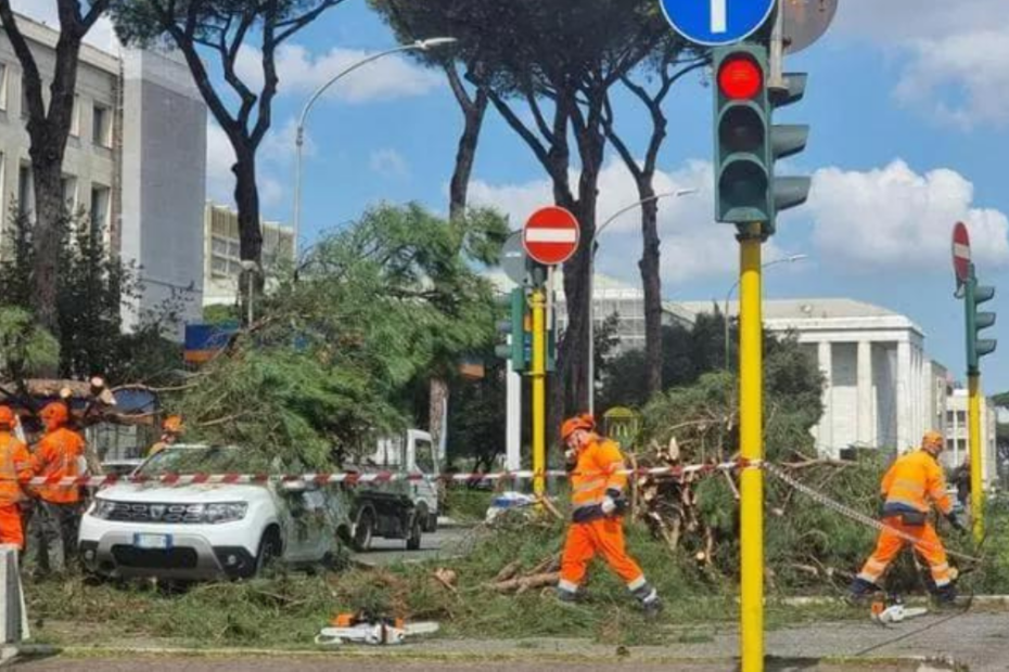 albero caduto eur