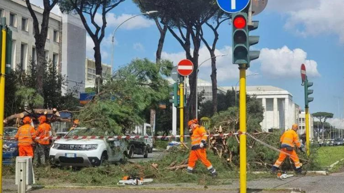 albero caduto eur