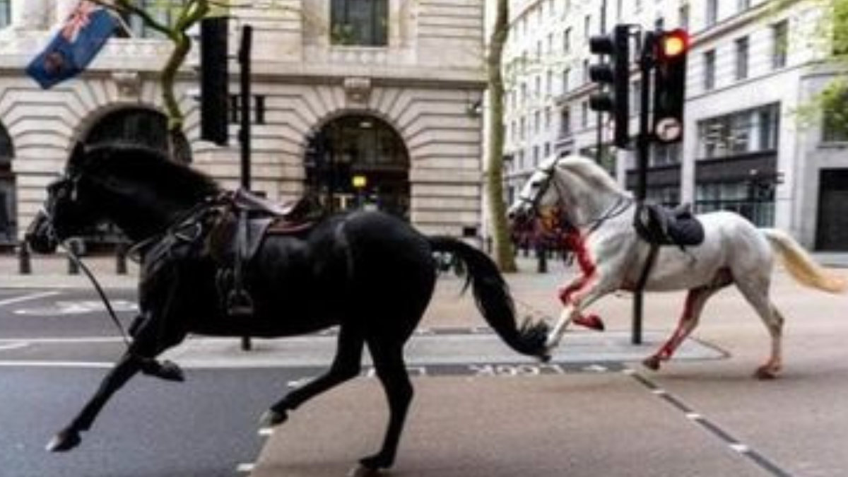 Cinque cavalli del reggimento reale scappano e devastano le strade di Londra: diversi feriti