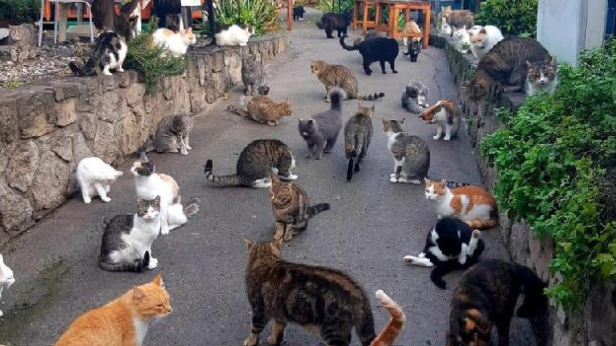 Rinascere gatto (a Lipari): la comunità indipendente felina che domina le Eolie