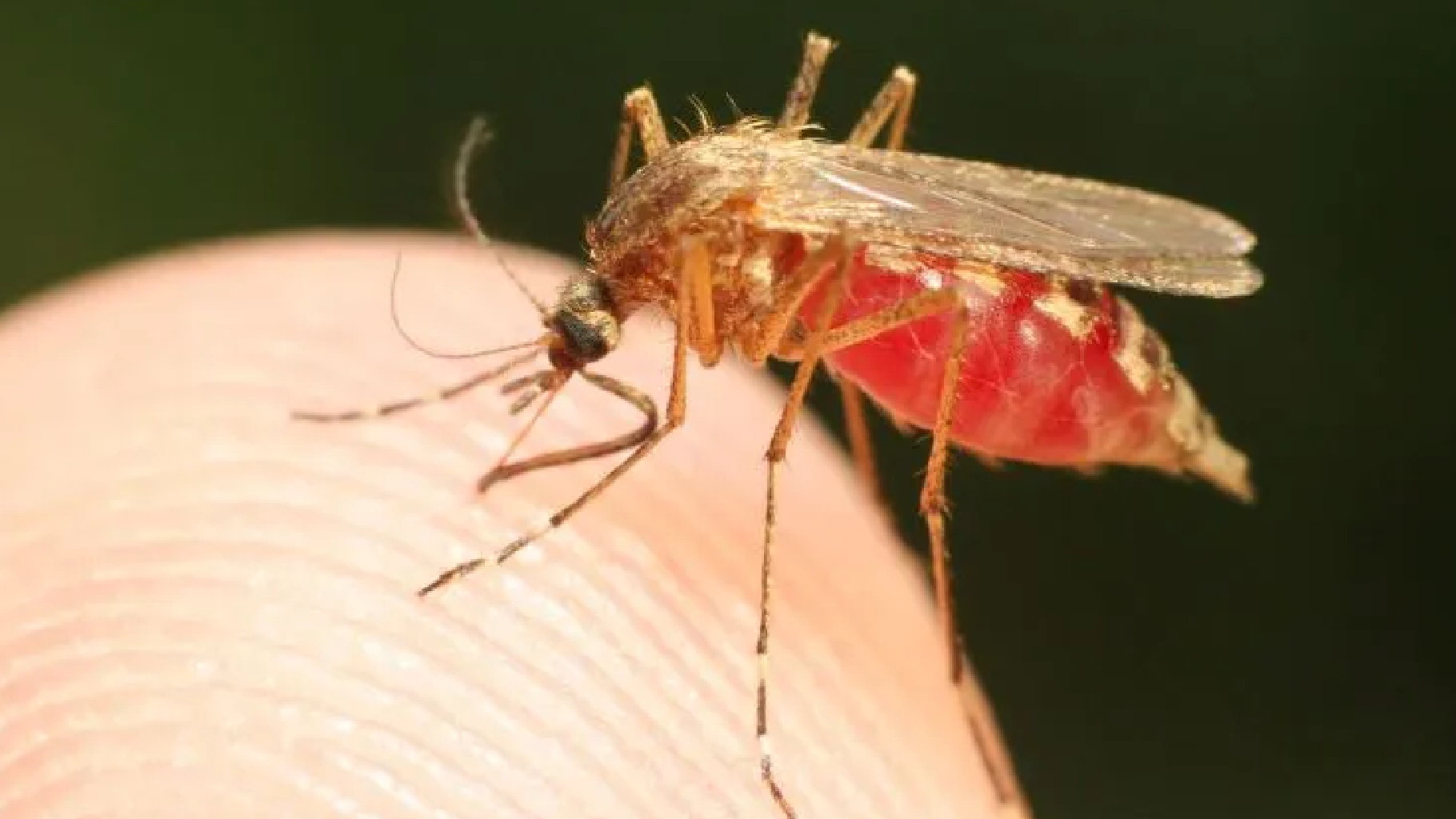 Italia, ritorna la zanzara della malaria: cosa sapere e cosa fare
