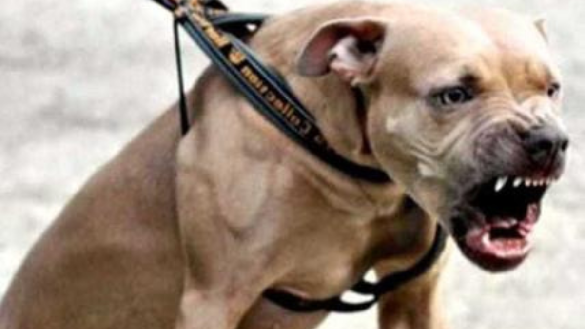 Pitbull si scaglia contro un bambino di 9 anni: ferite al torace e alla gamba