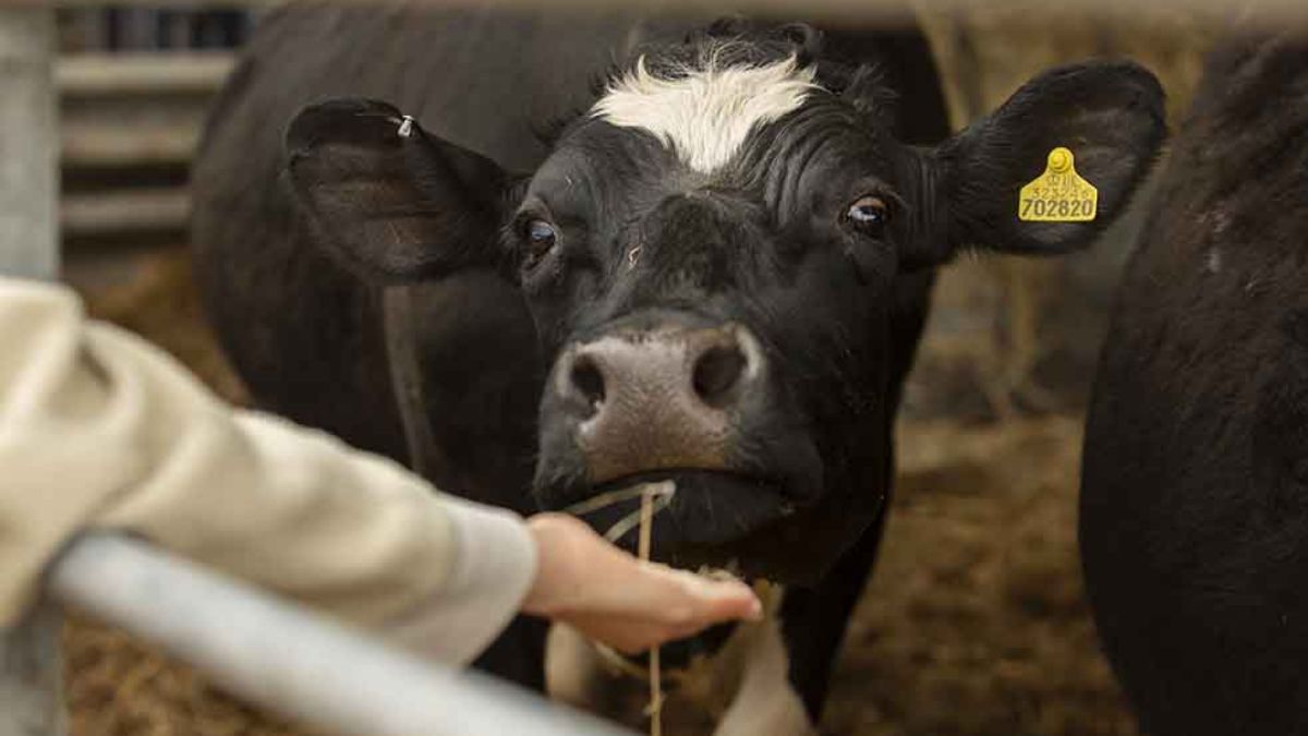 Aviaria nelle mucche: l’Oms vieta il consumo di latte crudo. I rischi