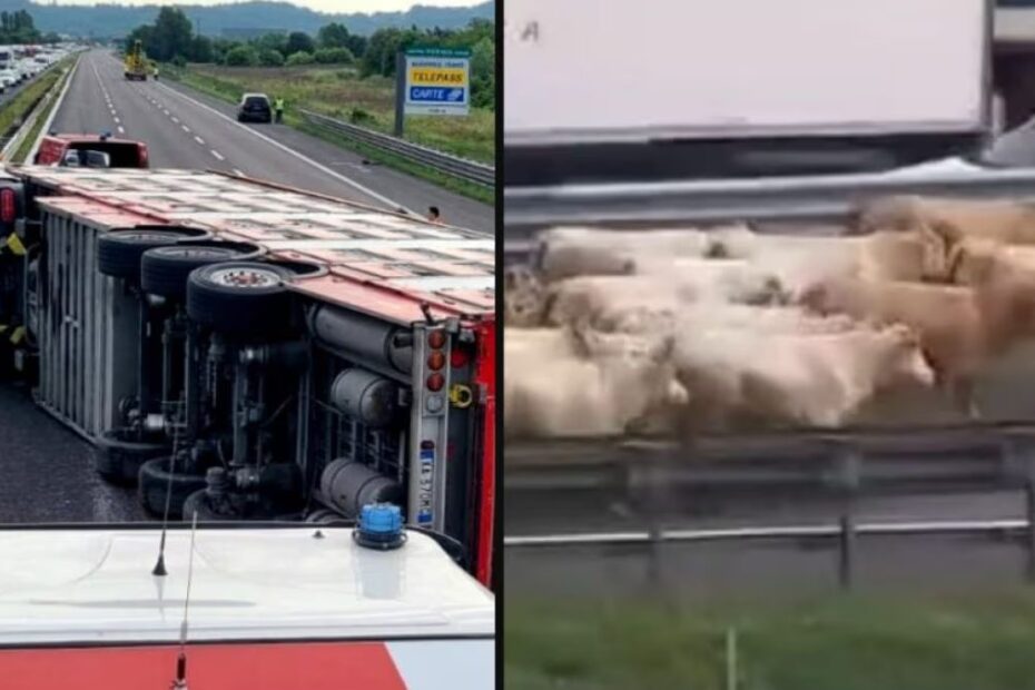camion mucche rovescia Vicenza