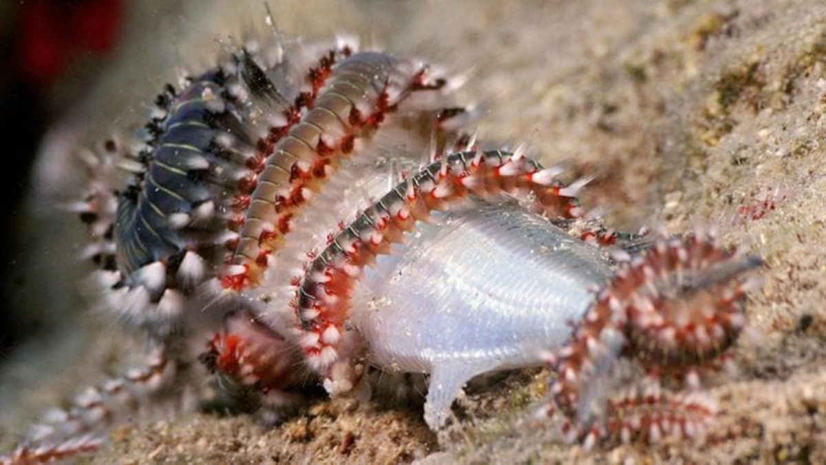 vermocane invasione mari Sicilia