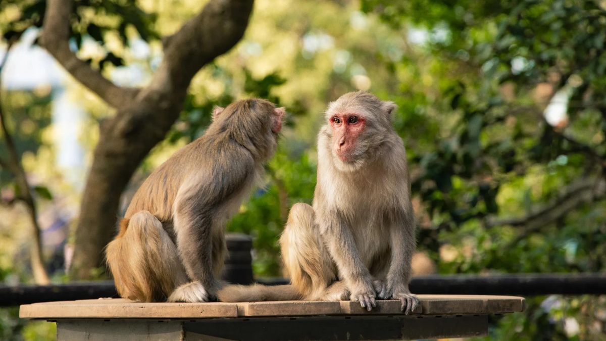 Virus B delle scimmie, c’è un caso di contagio all’uomo: i rischi sono altissimi