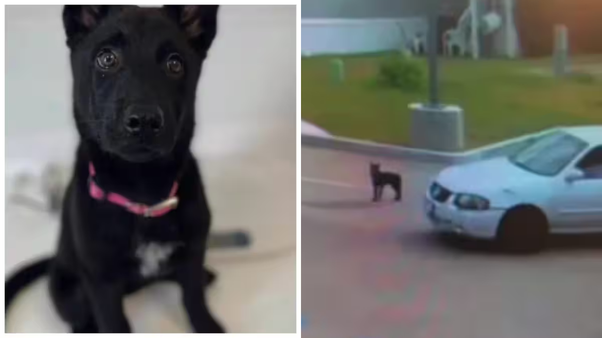 Abbandonano un cucciolo nel parcheggio, lui prova a inseguire l’auto: il video straziante