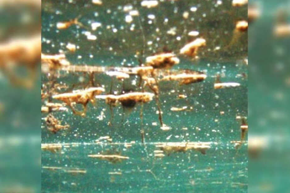 Sferracavallo alga tossica mare
