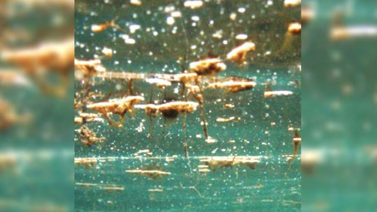 Sferracavallo alga tossica mare