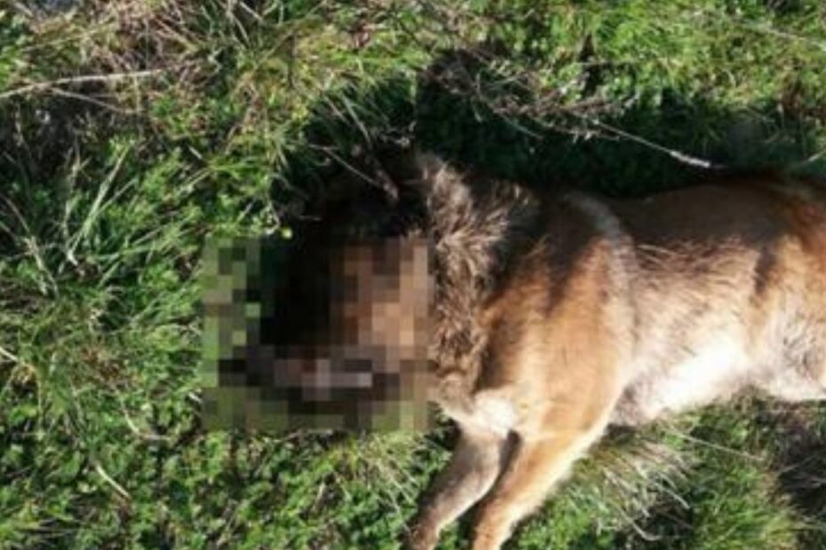 cane seviziato Roma arresti