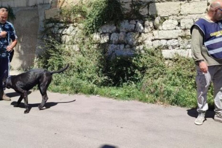 Lecce morta nonna cane