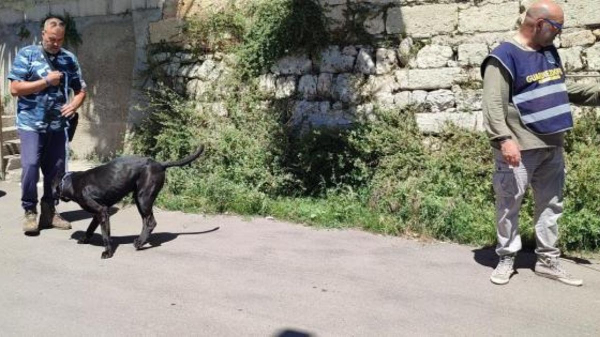 Lecce morta nonna cane