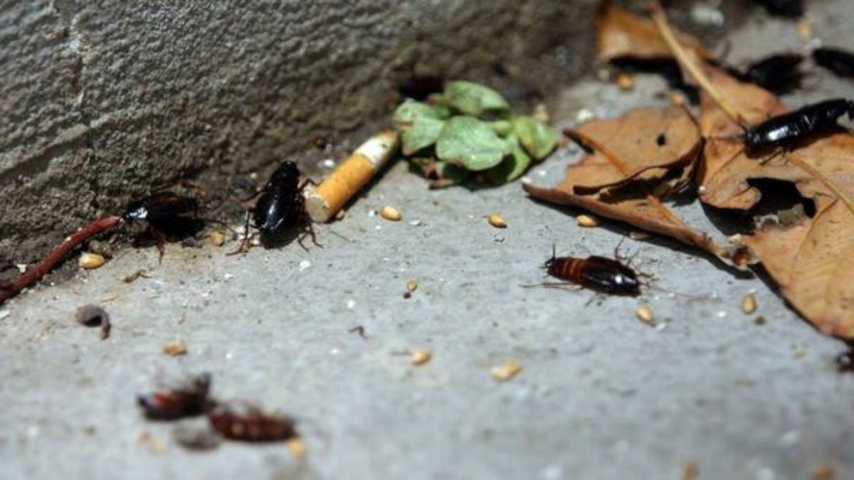 blatte allarme caldo umidità
