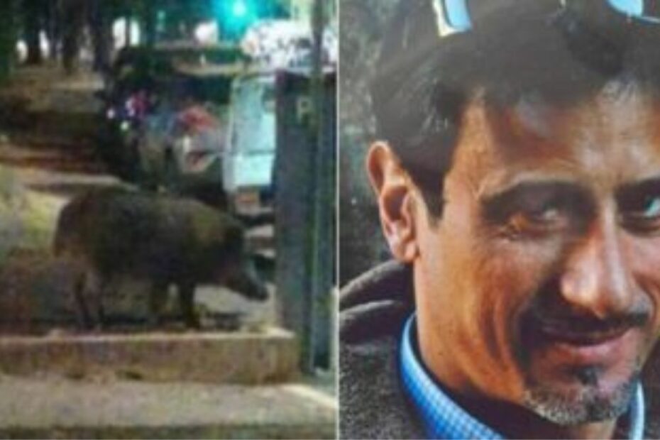 Stefano Violati morto cinghiale