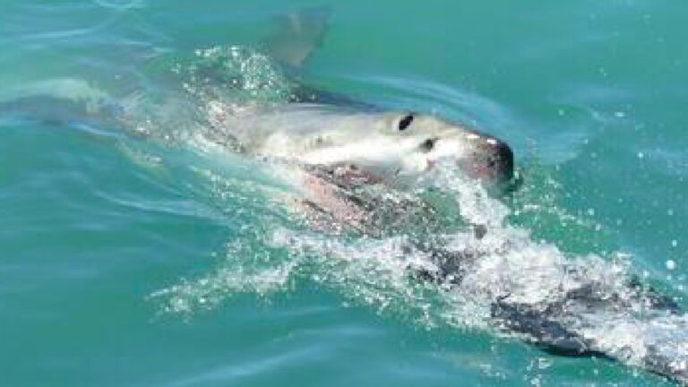 Florida Modella Attaccata Da Uno Squalo Durante Il Servizio Fotografico