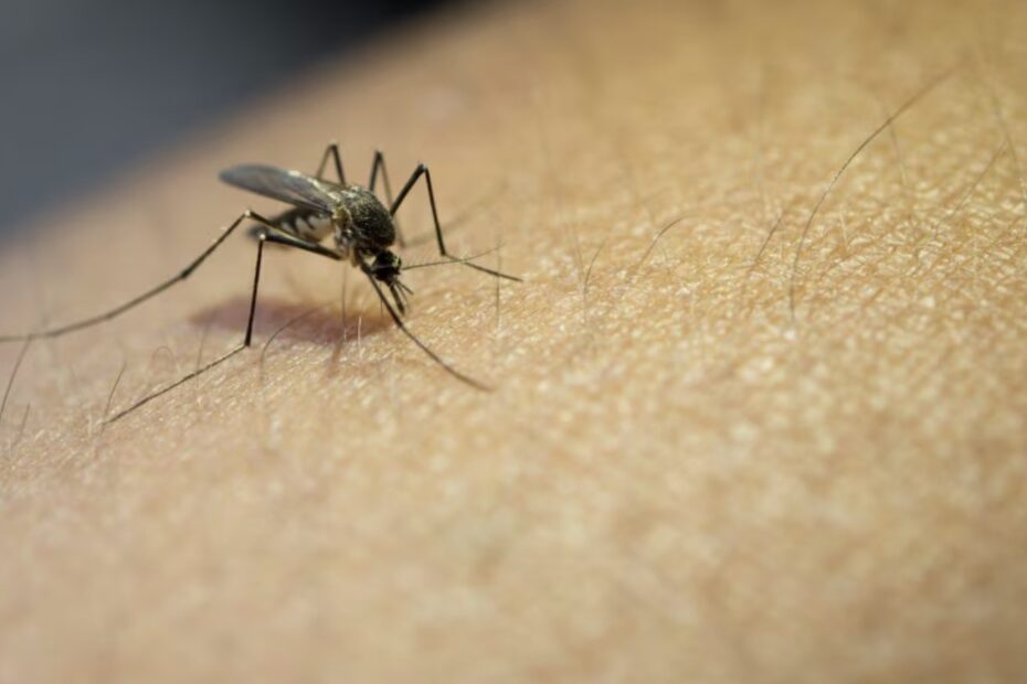 Italia, il primo caso europeo di febbre Oropouche: che cosa è e da dove arriva il nuovo virus