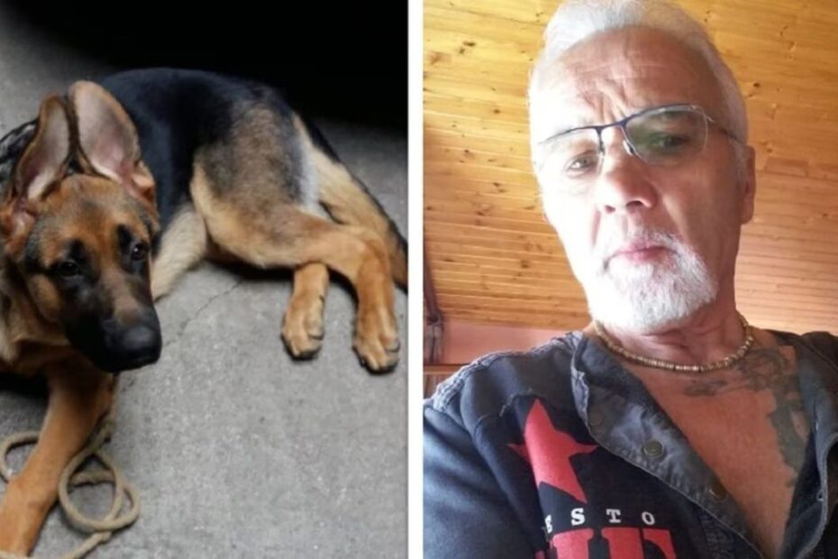 Udine coppia morta cane