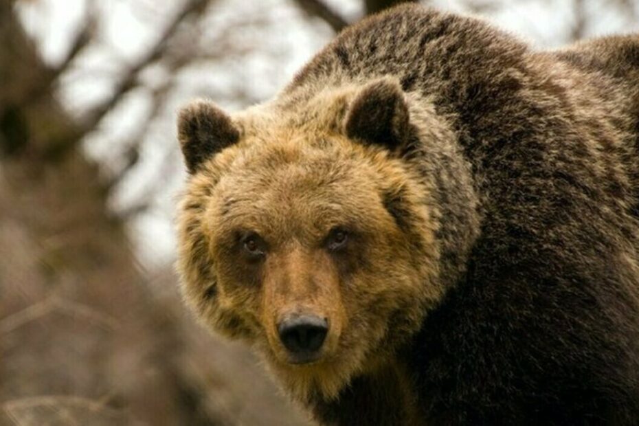 Trentino orso aggredisce turista