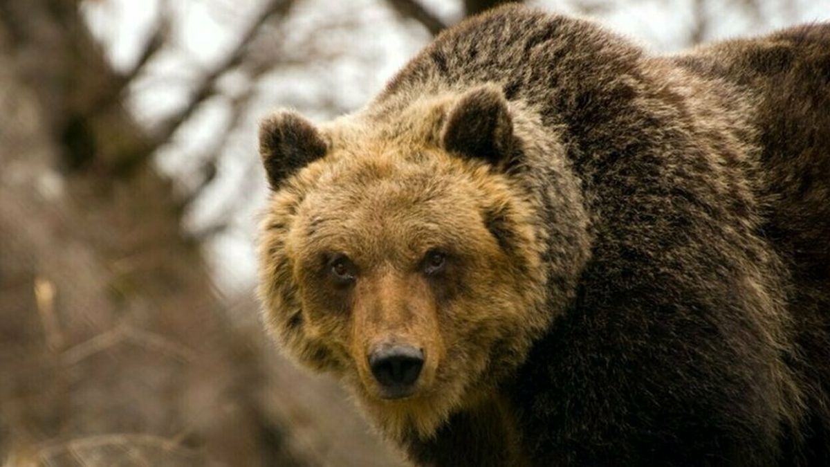 Trentino orso aggredisce turista
