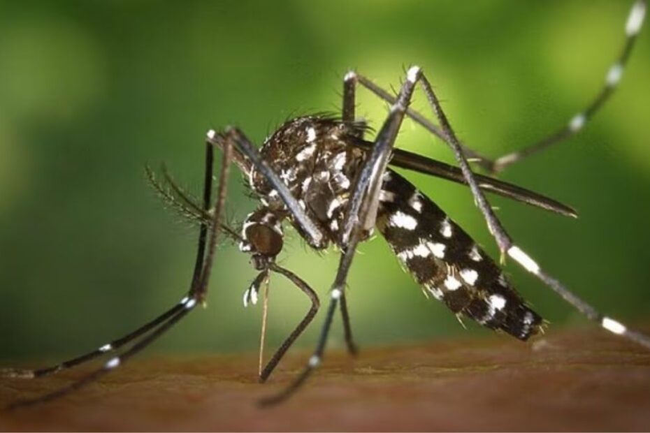 Chikungunya morte sospetta Italia