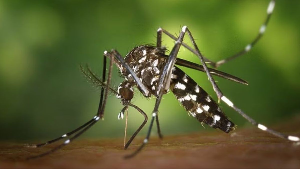 Chikungunya morte sospetta Italia
