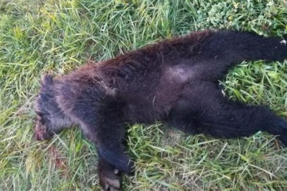 Trentino cucciolo orso ucciso