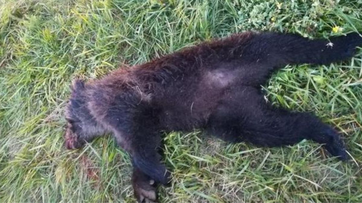 Trentino cucciolo orso ucciso